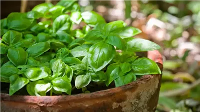 الريحان الأخضر .. فوائد مذهلة لخفض ضغط الدم والوقاية من السرطان 