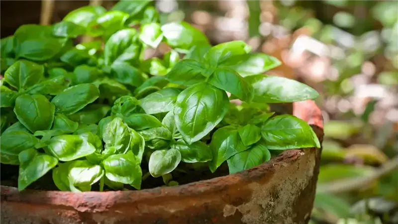الريحان الأخضر