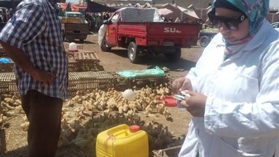 متابعة الحالة الصحية والوبائية لأسواق الطيور الحية بالسويس 