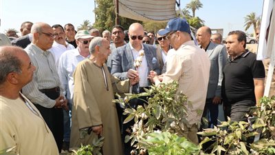 داخل أحد الحقول بالنويرة..محافظ بني سويف يفتتح موسم جمع القطن