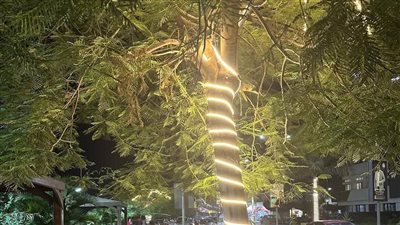 «بينوروا أشجار الكورنيش».. رئيس مدينة بنها يطلق حملة لرفع كفاءة الإنارة