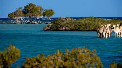 البيئة: وادي الجمال كنز طبيعي عالمي بين الشعاب المرجانية وغابات المانجروف