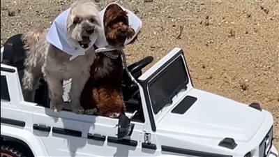 “جودوين ولوي” كلاب سابرينا كاربنتر يخطفان الأضواء ويرافقانها في جولتها العالمي