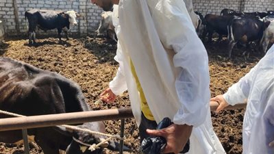 انطلاق الحملة القومية للتحصين ضد الحمى القلاعية بدمياط لحماية الثروة الحيوانية
