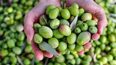 مصر تحصد المركز الثاني عالميًا في تصدير الزيتون المحفوظ.. تفاصيل