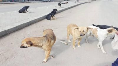 عقر 9 أشخاص.. كلب ضال يثير الذعر على شاطئ بيناكي بالإسكندرية