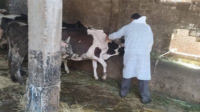 استمرار الحملة القومية للتحصين ضد الحمى القلاعية في يومها الخامس بدمياط