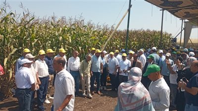 الزراعة تتابع الحقول الارشادية وتشهد فعاليات يوم الحقل السنوي للذرة الشامية