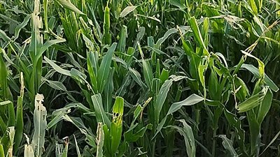 مزراعوا قنا يستغيثون من الحشرة القشرية: أكلت الزرع كله والرش مش نافع