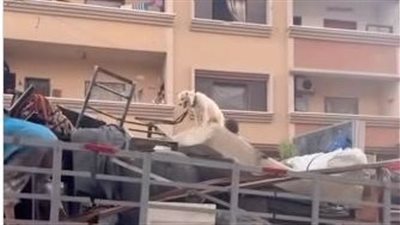 «لولو».. كلب لاجئ يرافق عائلة فلسطينية في رحلة نزوحها نحو جنوب غزة |فيديو