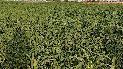 ماهى «خبيزة اليهود» التى يتميز أهالي قنا بزراعتها | فيديو وصور