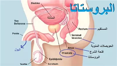 الدليل الشامل لصحة البروستاتا: الأعراض والأسباب والعلاج