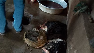 مديرية الطب البيطري بالمنوفية تضبط مذبحًا غير مرخص وتكثيف الرقابة لضبط الأسعار