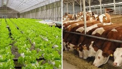 90% اكتفاء ذاتي من اللحوم و110% من الألبان بحلول 2030