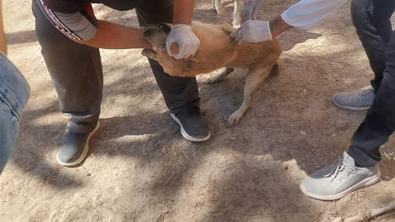 تطعيمات الكلاب الضالة