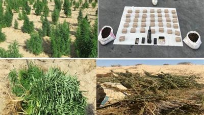 795 مليون جنيه سموم.. الداخلية تحبط أخطر مخطط لزراعة الهيدرو بالإسماعيلية| صور