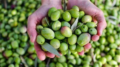 مصر الأولى عالميا بعد إسبانيا فى تصدير زيتون المائدة لأسواق أمريكا وأوروبا