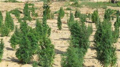 إحباط زراعة مزرعة هيدرو وضبط مخدرات بـ 795 مليون جنيه في الإسماعيلية