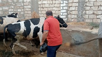 أسيوط: تحصين 20 ألف رأس ماشية ضد مرض الحمى القلاعية فيروس SAT-1