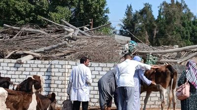 تحصين أكثر من 196 ألف رأس ماشية خلال الأسبوع الأول من إنطلاق الحمل