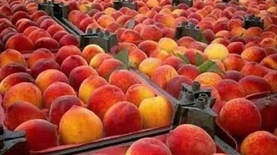 خوخ وكنتالوب وبطيخ..فواكه سيناء كنوز صحية من أرض الفيروز