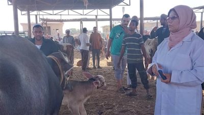 مديرية الطب البيطري بالسويس تواصل تحصين الماشية في أسواق الحيوانات الحية