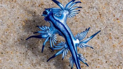 يشبه الأسطورة.. كل ما لا تعرفه عن «التنين الأزرق» الذي أرعب إسبانيا