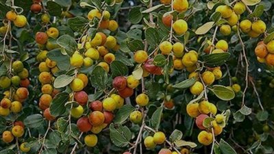 الجميز والتين والبلح الطعام المقدس.. تعرف على أبرز الفواكه في مصر القديمة