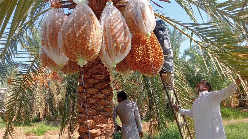 التمور