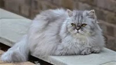 أضرار شعر القطط: تعرف على المخاطر الصحية وكيف تحمي نفسك 