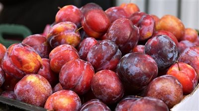 في موسم  البرقوق فوائد عديدة..يحتفظ على الهضم ومستويات السكر في الدم