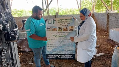 استمرار أعمال الحملة القومية للتحصين ضد مرض الحمى القلاعية بالسويس