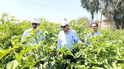 مرور ميداني لزراعة الشرقية لمتابعة المحاصيل الصيفية بديرب نجم والإبراهيمية