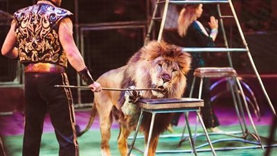 بالقانون.. اعرف لو عاوز تربي كلب ومصير الأسود في السيرك