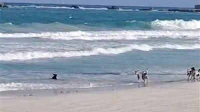 بعد غلق الشواطئ.. الكلاب تغزو بحر الإسكندرية هربا من حرارة الجو