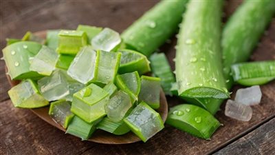 فوائد نبتة الصبار: سر طبيعي لمناعة قوية وبشرة مشرقة