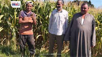 زراعة سنورس تنظم يوم حقل عن النهوض بمحصول الذرة الشامية بجمعية سنورس تانى 