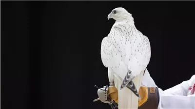 بسعر 1.2 مليون ريال.. بيع أغلى صقر في العالم بالمزاد الدولي لإنتاج الصقور