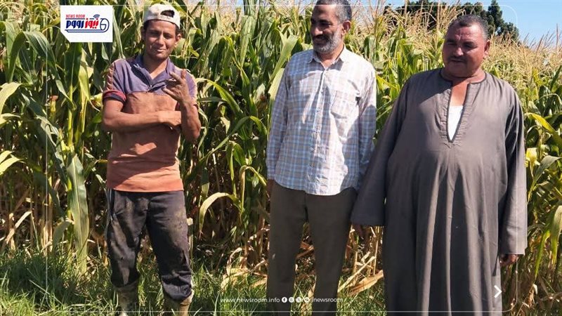 محصول الذرة الشامية