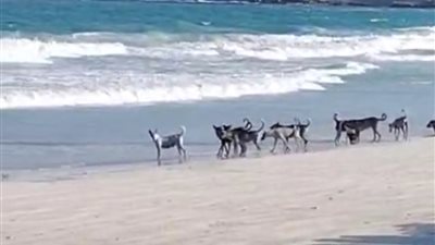 فتح شواطئ الإسكندرية غدا بقطاعيها الشرقي والغربي واستمرار منع نزول ابوتلات