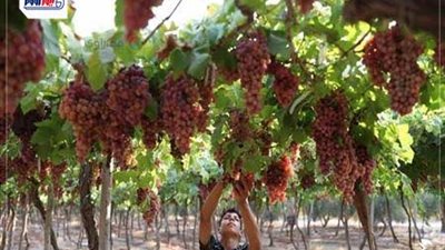 العنب فيه سم قاتل.. القصة الكاملة لتسمم 6 عمال بعد تناول فاكهة في المنيا