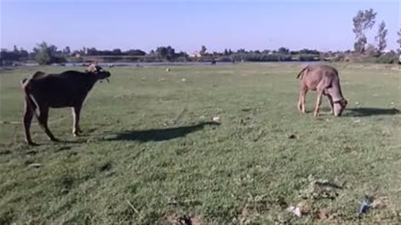 تحويل مركز شباب العبور