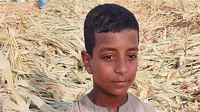 بعرق جبينه.. صغير قناوي يعمل بغيطان زراعات الذرة الشامية: بشتغل علشان نفسي