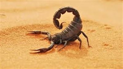  بينهم 3 سيدات.. إصابة بلدغات العقارب والطريشة في الوادي الجديد