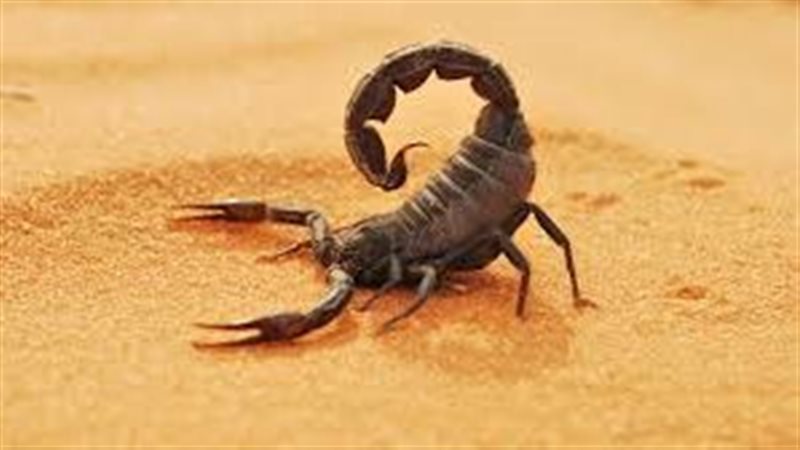 العقارب