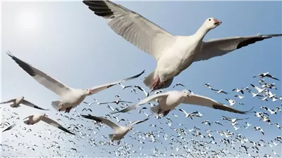 وزارة البيئة تزيل 18 ألف متر من شباك صيد الطيور المهاجرة بالشمال لحماية المسار