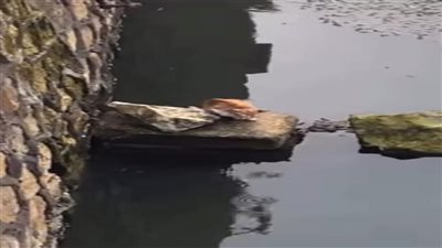 الحماية المدنية بالشرقية تنقذ قطة من الغرق ببحر مويس بالزقازيق 