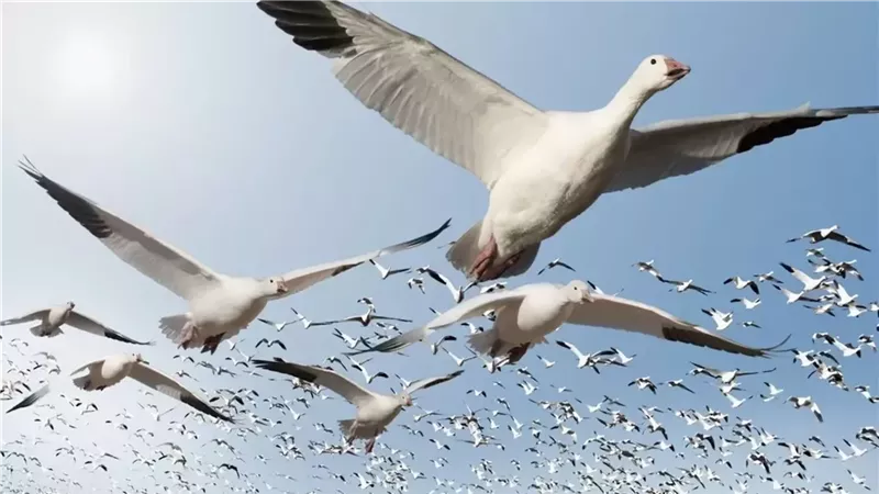 الطيور المهاجرة