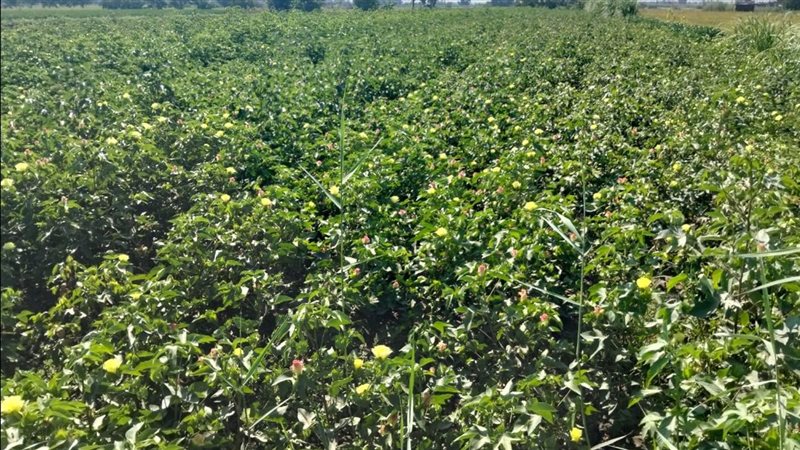 محصول القطن