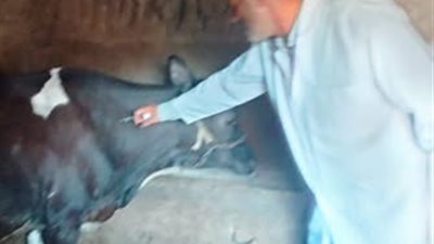 انطلاق حملة التحصين ضد الحمى القلاعية بالشرقية وتحصين 114 ألف رأس ماشية